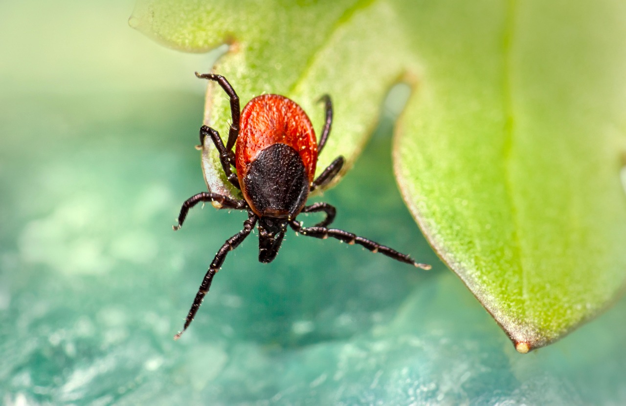 틱의 계절, 물리지 않으려면