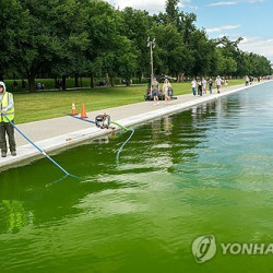 "이색깔이 아닌데"…트럼프가 공들인 파랑연못, 녹조류로 뒤덮여